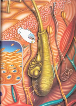 Микромашината и нейните спътници на пътешествие в клетката