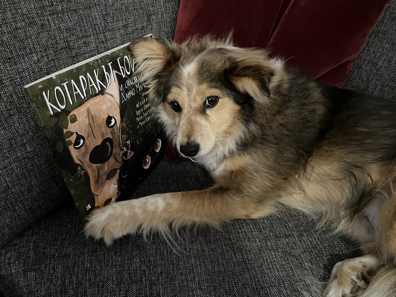 Книгите за котарака Бойда - книги с мисия – изображение 3