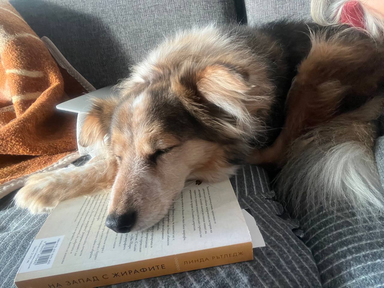 Шаро дреме върху книга